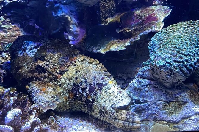 Private Hamad Port Tour in Mesaieed |Aquarium |Maritime Museum - The Touch Tank and mangrove lesson