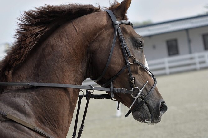 Private Horse and Camel Riding Experience in Doha - What this Doha desert ride is really like