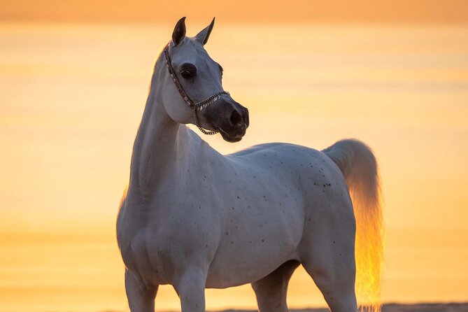 Private Horse and Camel Riding Experience in Doha - Desert views, family time, and the sunset option