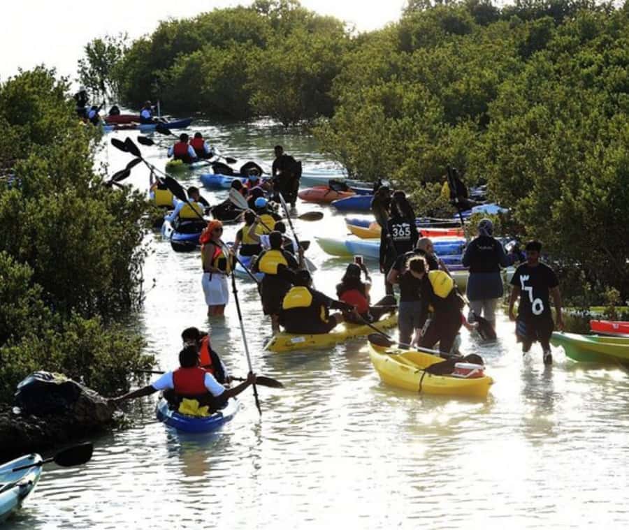 Qatar: Al Thakira Mangrove Forest Kayaking Tour - From Doha to Al Khor in about one hour