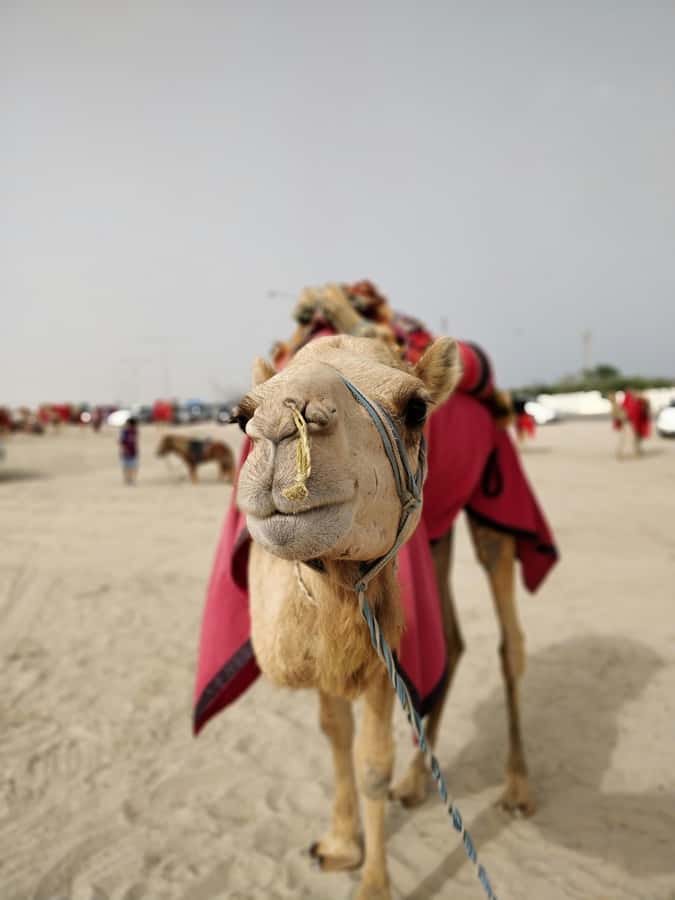 Qatar: Desert Safari, Camel Ride, Inland sea, Sandboarding - Who should book this desert safari?