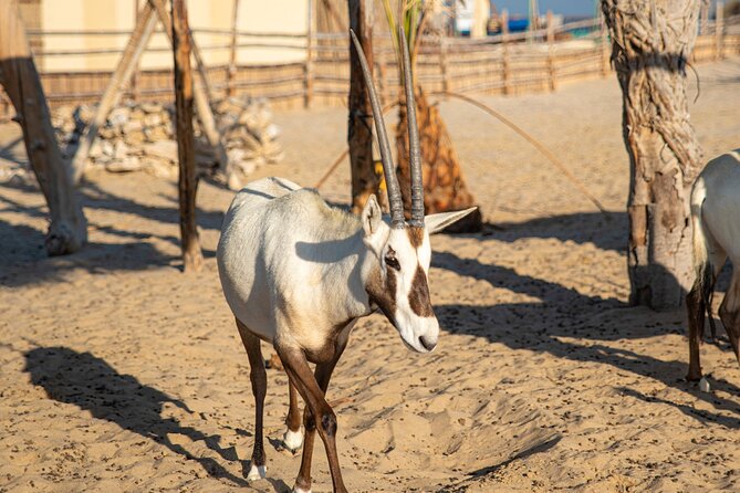 Qatar Half Day Desert Safari(Camel Rides & Sandboarding) - The 50-Meter Dunes and Dune Driving