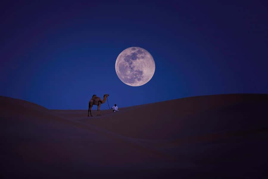 Qatar: Night Desert Safari| Camel Ride| Inland Sea Beach - Key points to know before booking