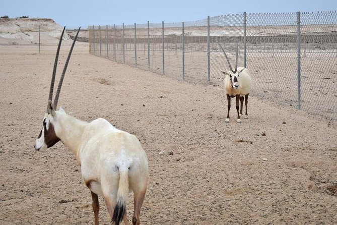 Qatar West Coast tour, Zekreet, Richard Serra Sculpture, Mushroom Rock Formation - Camels training at Al Shahaniya Racetrack
