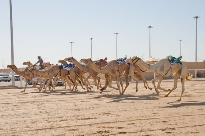 Sunset Keshta at Zekreet | Art, Adventure & Arabian Picnic - Who should book this Zekreet outing?