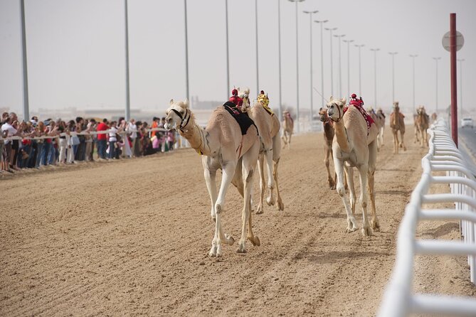 West Coast and Camel Race Track Visit - From Doha to the sport of the sheikhs