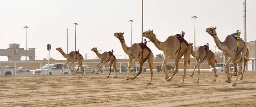 West of Qatar Richard Serra, Mushroom Hills, CamelRace track - Why the western side of Qatar feels different