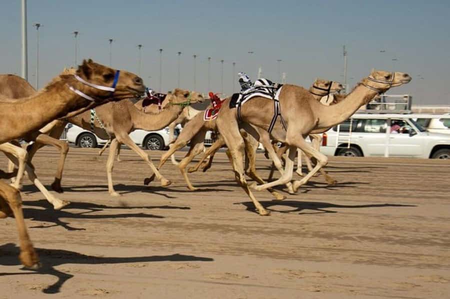 West of Qatar Richard Serra, Mushroom Hills, CamelRace track - What the $49 price includes