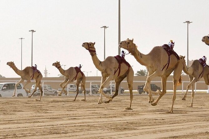 West Of Qatar Richard Serra sculpture, Mushroom Hills,Camel track - Al Shahaniya Racetrack and the modern face of camel racing