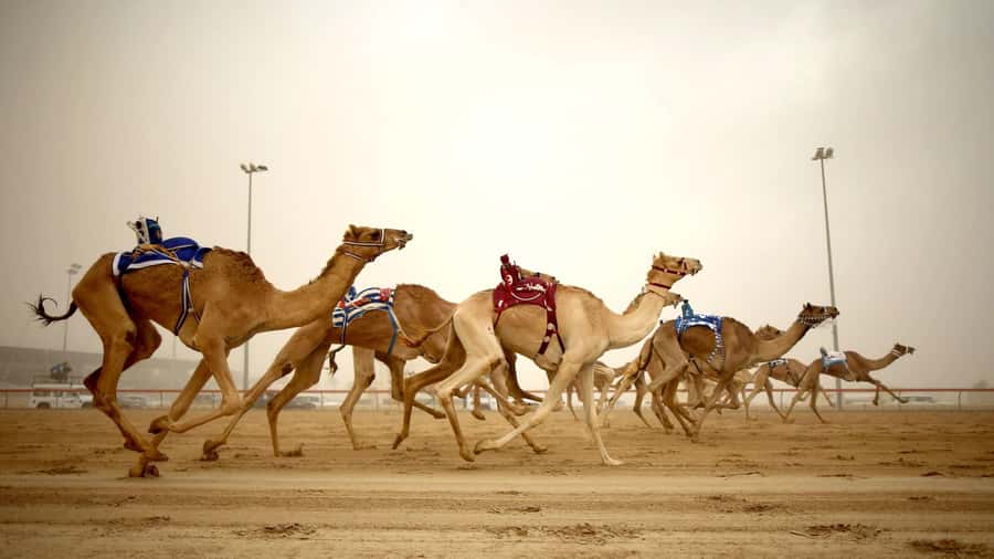 West Qatar tour to Richard Sierra sculpture,Umbrella Rock - Key Points Before You Book